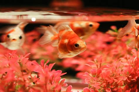 養幾條魚最好|風水魚：這樣養最旺